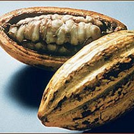 Kakaofrucht mit den noch weisslichen Kakaobohnen.