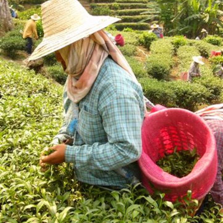 Grundlage für ein echtes Tee-Erlebnis ist eine gute Qualität der Blätter und deren sorgfältige Verarbeitung.