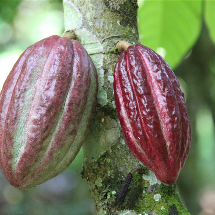 Cacaobeans Ghana Bachmann Stiftung