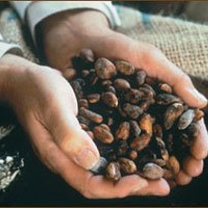 Die fermentierten und getrockneten Kakaobohnen, wie sie den Fabriken angeliefert werden.